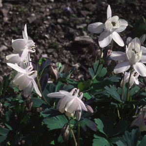 AQUILEGIA FLABELLATA ALBA seed image