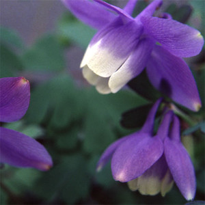 AQUILEGIA FLABELLATA NANA MINI STAR seed image