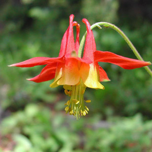 AQUILEGIA FORMOSA seed image