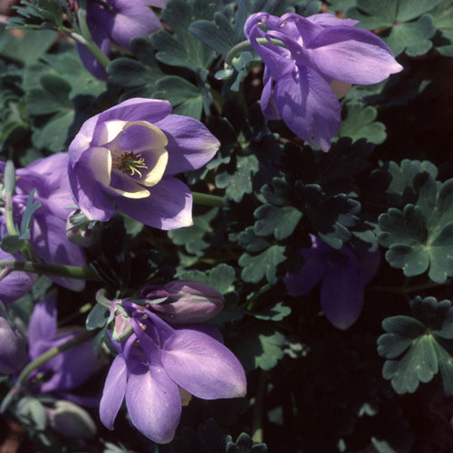 Aquilegia Glandulosa