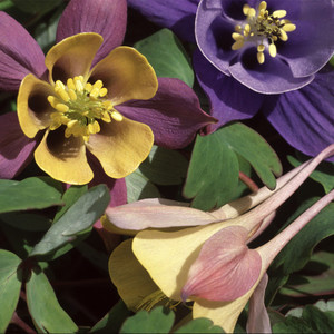 AQUILEGIA_'HONEYDEW'.JPG