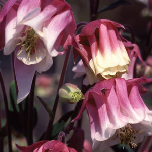 100Pcs Seeds Columbine Aquilegia Flowers Granny's bonnet Rare Kinds in Garden