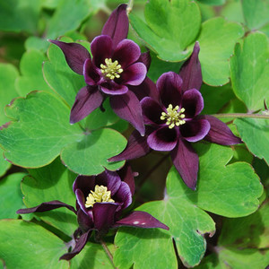 AQUILEGIA VULGARIS 'KURDISTANICA' seed image