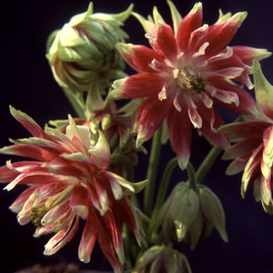 AQUILEGIA VULGARIS 'NORA BARLOW' seed image
