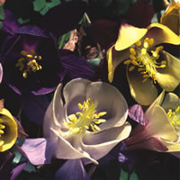AQUILEGIA_'PERFUMED_GARDEN'.jpg