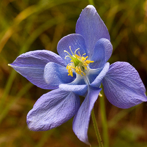 AQUILEGIA PYRENAICA seed image