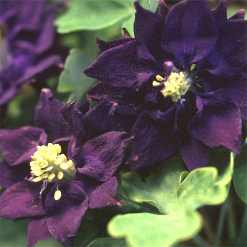 AQUILEGIA VULGARIS 'ROYAL PURPLE' seed image