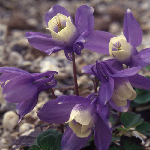 AQUILEGIA SAXIMONTANA seed image