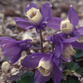 AQUILEGIA SAXIMONTANA seed image