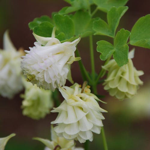 AQUILEGIA VULGARIS 'SNOWBALLS' seed image