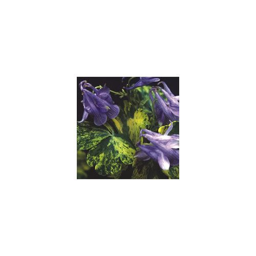 Aquilegia 'woodside blue'