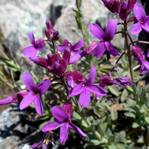 ARABIS KOEHLERI seed image