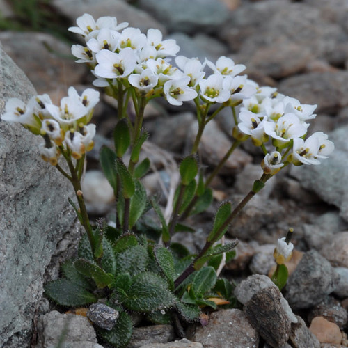 ARABIS PUMILA seed image