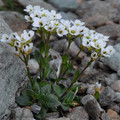 ARABIS PUMILA seed image
