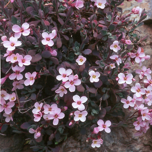 ARABIS PURPUREA seed image