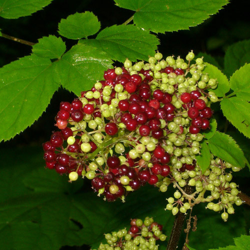 ARALIA RACEMOSA seed image