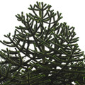ARAUCARIA ARAUCANA seed image