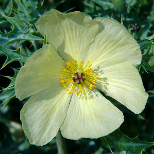 ARGEMONE OCHROLEUCA seed image