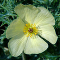 ARGEMONE OCHROLEUCA seed image