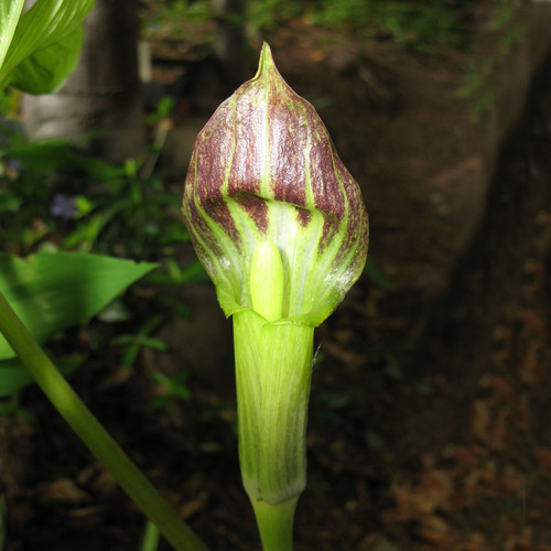 ARISAEMA AMURENSE seed image