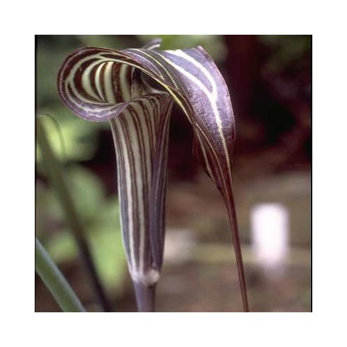 ARISAEMA CILIATUM seed image