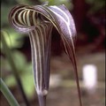 ARISAEMA CILIATUM seed image