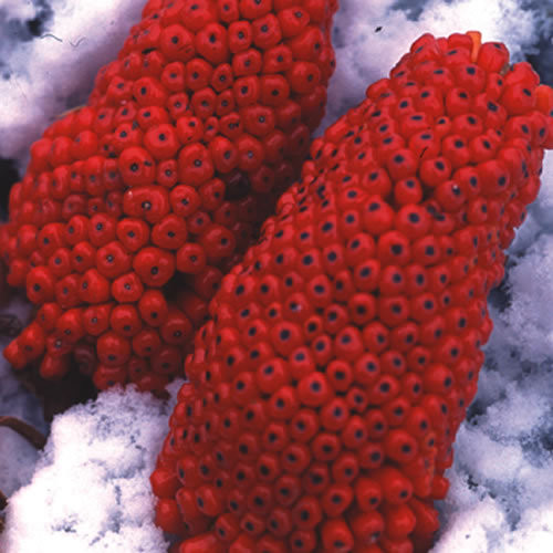 ARISAEMA CONSANGUINEUM seed image