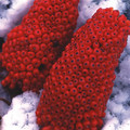 ARISAEMA CONSANGUINEUM seed image