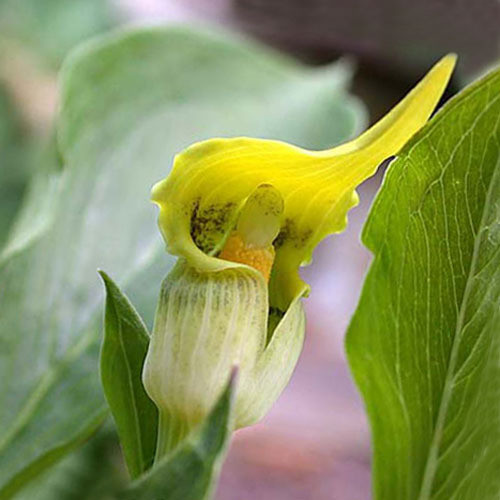 ARISAEMA FLAVUM seed image