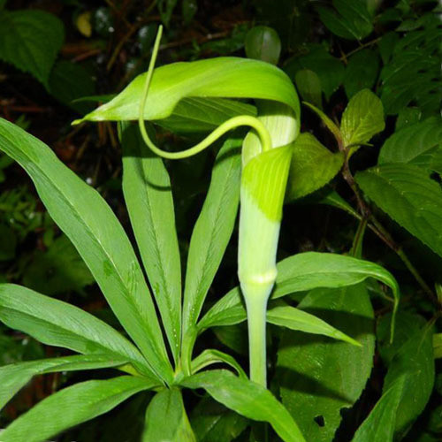 ARISAEMA TORTUOSUM seed image