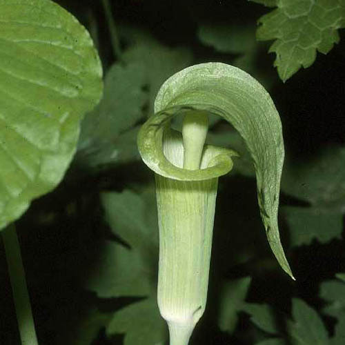 ARISAEMA TRIPHYLLUM seed image
