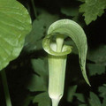 ARISAEMA TRIPHYLLUM seed image
