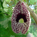 ARISTOLOCHIA ELEGANS seed image