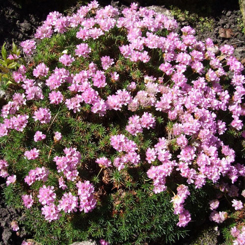 ARMERIA JUNIPERIFOLIA seed image