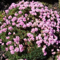ARMERIA JUNIPERIFOLIA seed image