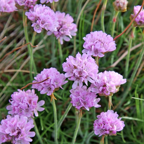 ARMERIA MARITIMA seed image