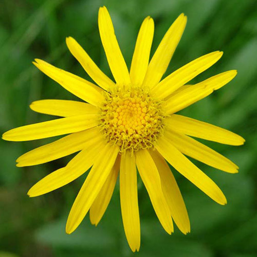 ARNICA MONTANA seed image