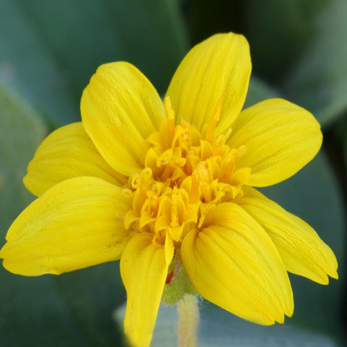 ARNICA NEVADENSIS seed image