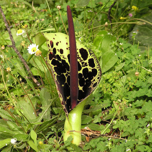 ARUM DIOSCORIDIS seed image