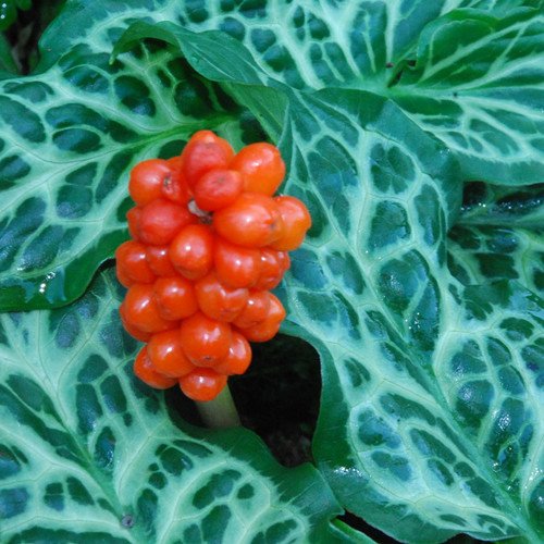 ARUM ITALICUM PICTUM (MARMORATUM) seed image