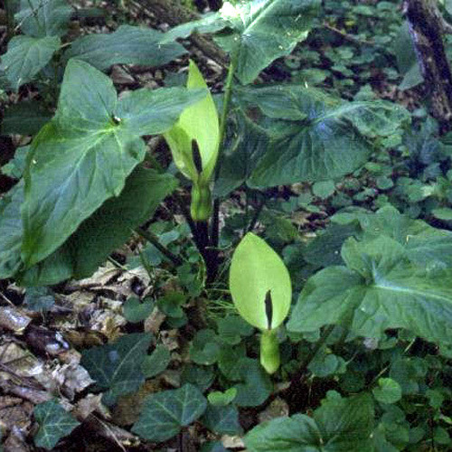 ARUM ORIENTALE seed image