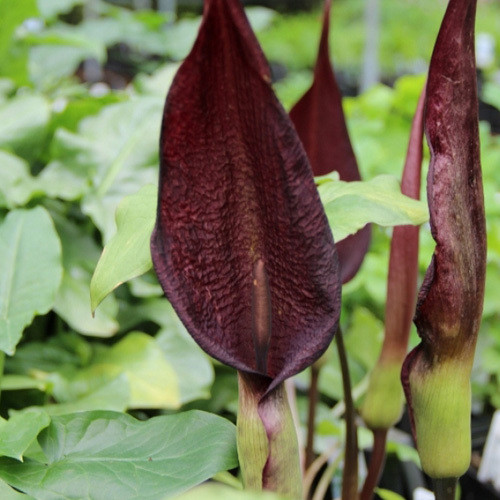 ARUM PURPUREOSPATHUM seed image