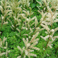 ARUNCUS AETHUSIFOLIUS seed image