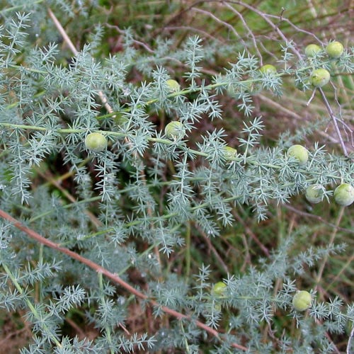 ASPARAGUS ACUTIFOLIUS seed image