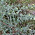 ASPARAGUS ACUTIFOLIUS seed image