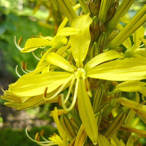 ASPHODELINE LIBURNICA seed image