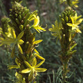ASPHODELINE LUTEA seed image