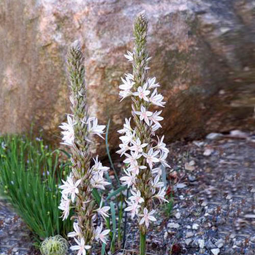 ASPHODELINE TAURICA seed image
