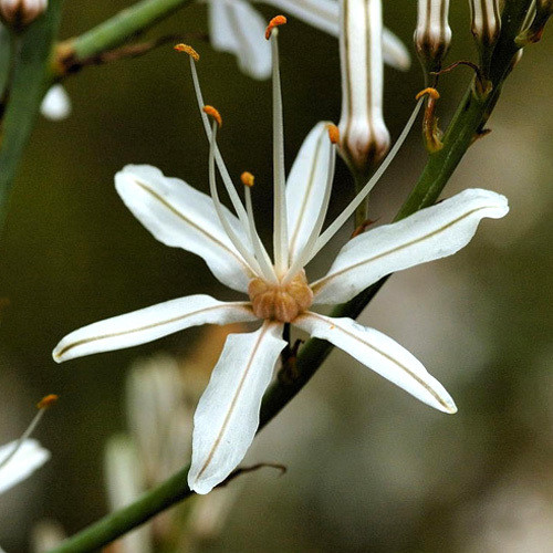 ASPHODELUS AESTIVUS seed image