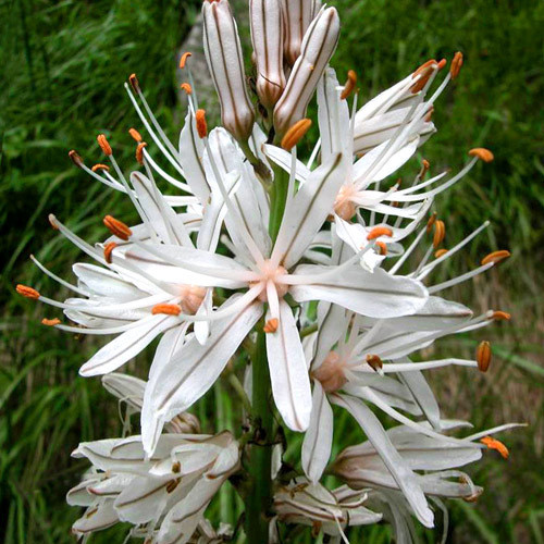 Asphodelus Albus Seeds 10 Seeds White Asphodel Plant World Seeds